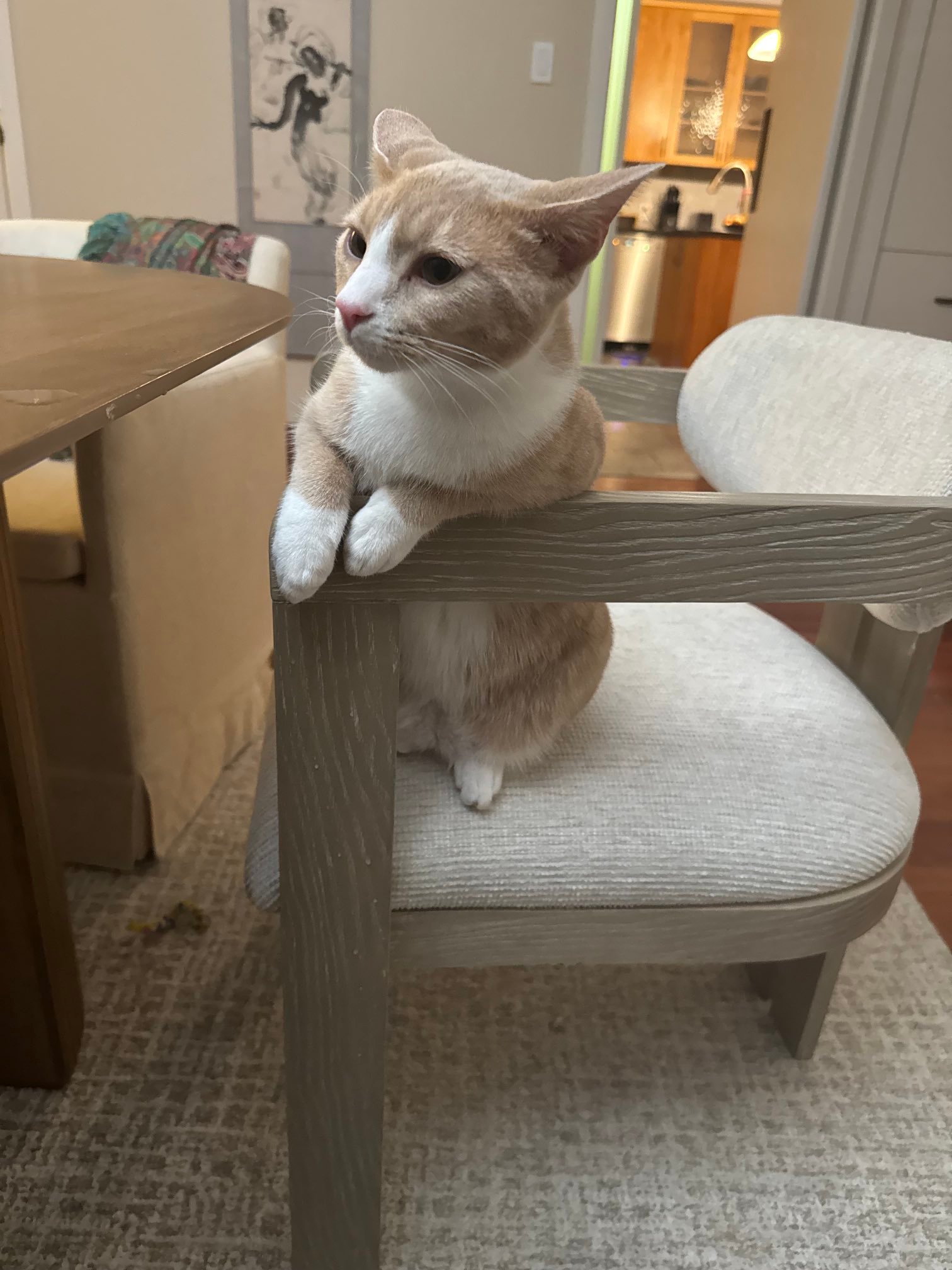 Nice Cat sitting on a chair