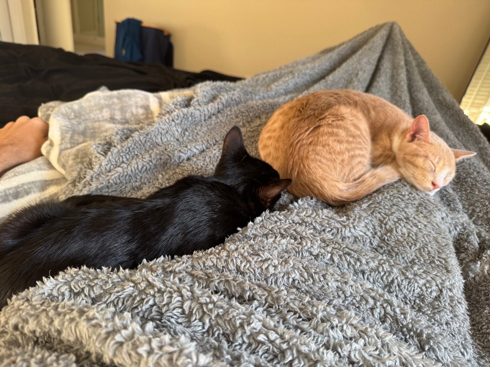 Nice Cat sleeping beside a black cat