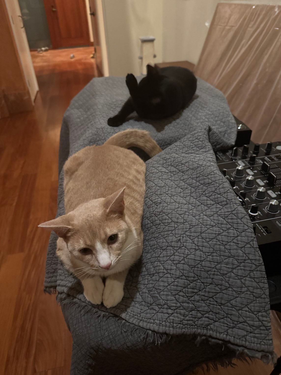 Nice Cat with another black cat near music equipment